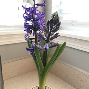 Meet your Posher, Sandra